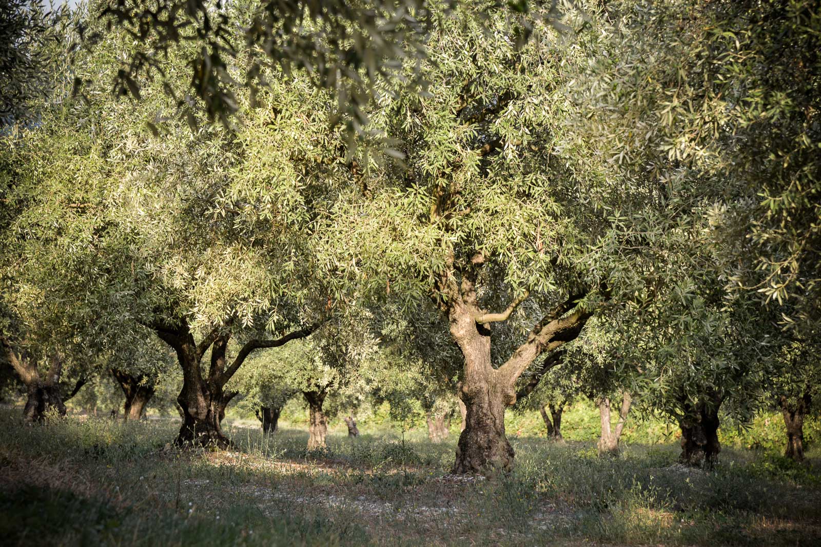 Saint-Vincent_031©EPerrincopieweb